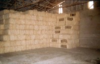 16 sisal fibre i baller